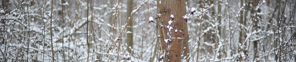 Die Müllerin kommentiert