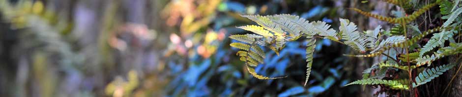 Die Müllerin kommentiert